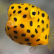 Illustration for article titled How the Hell Does This Fish Get Around?
